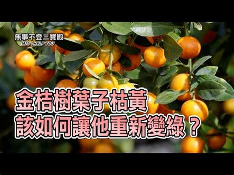 招財樹擺設|水晶招財樹擺放指南：4個主題讓你財運滾滾來